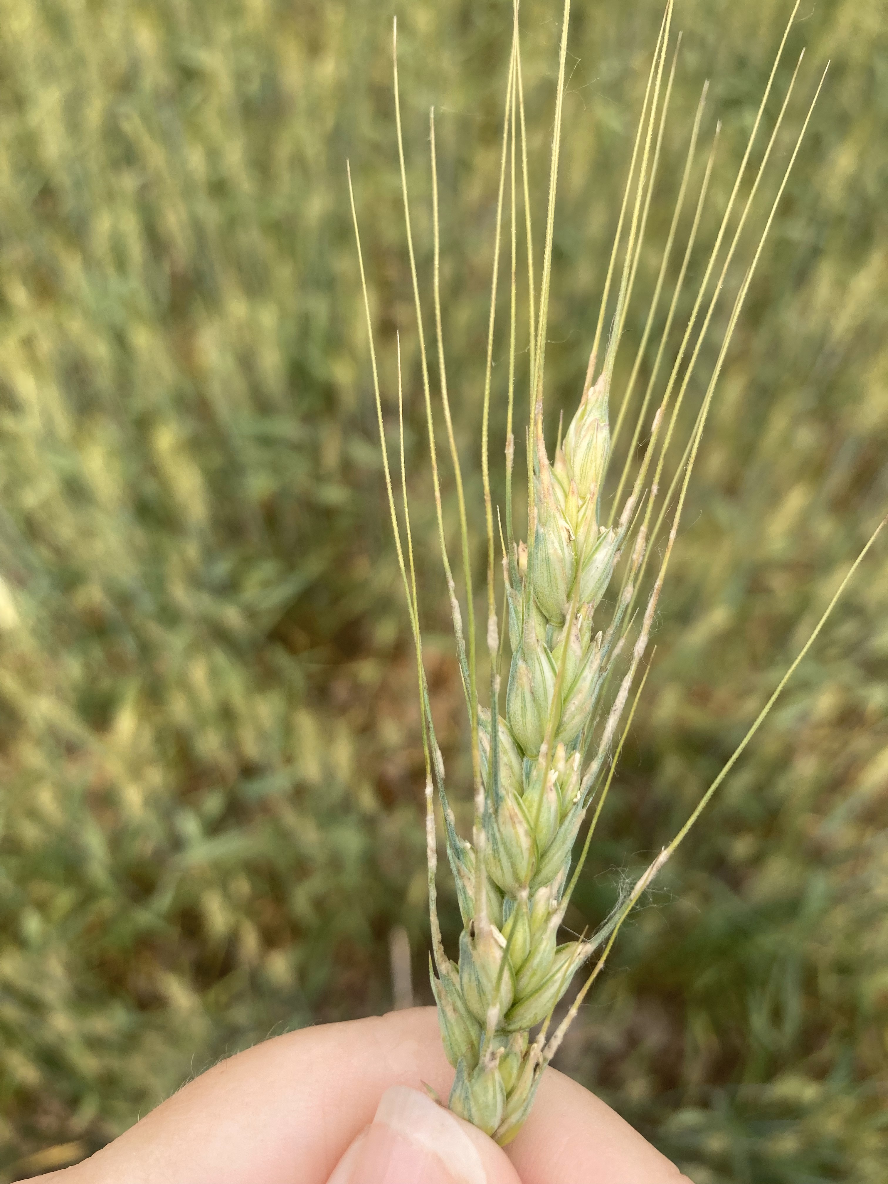 Richie wheat watchers 6.12.jpg